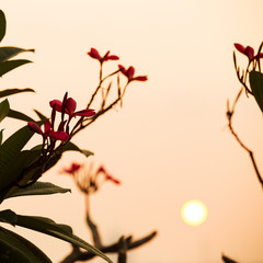 Flowers with beautiful sunlight