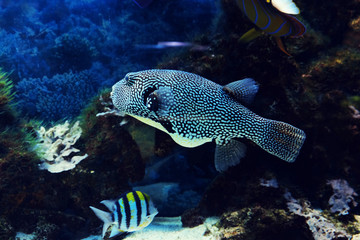 Fototapeta na wymiar Underwater world - exotic fish in an aquarium