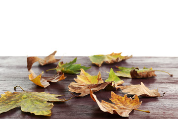 Naklejka na ściany i meble Autumn maple leaves on a wooden table isolated on white