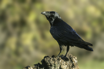 raven (corvus corax)