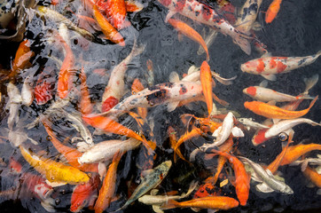 Many Colorful koi fish in water
