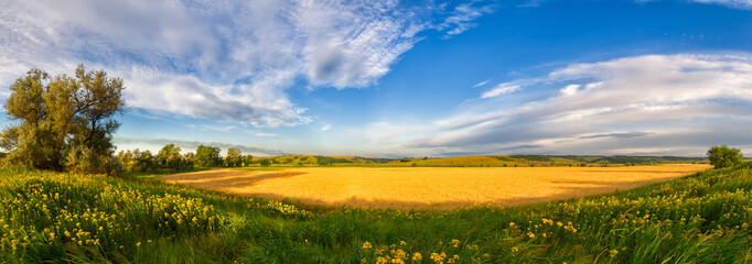 Fototapeta na wymiar Panorama of a big summer field
