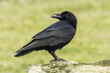 raven (corvus corax)