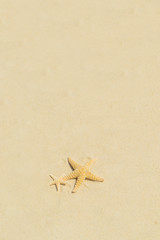 Fototapeta na wymiar Starfish on the tropical beach