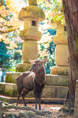 Fall foliage scene at Nara Park, Nara Japan