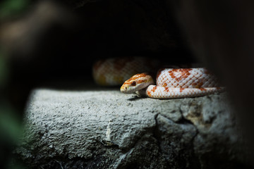 corn snake on a rock.