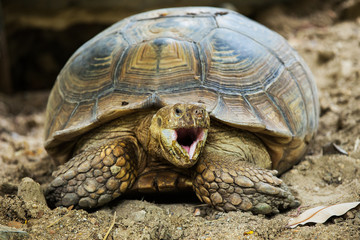 Naklejka premium Elongated Tortoise - Indotestudo elongata