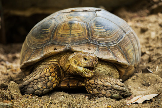 Elongated Tortoise - Indotestudo elongata