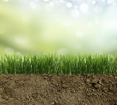 Green Grass In The Dirt