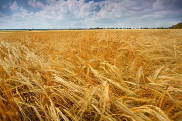Plakat Field of wheat
