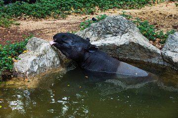 tapir, wild adult male in river, corcovado national park, costa