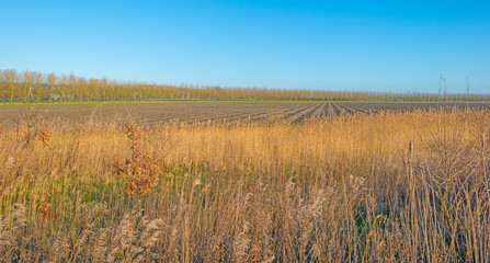 Reed in sunlight in winter