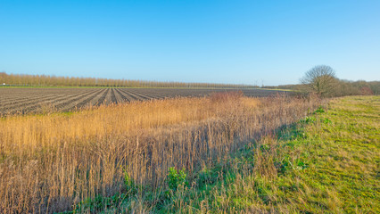 Reed in sunlight in winter