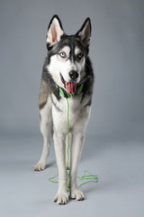 Young Husky in headphones on grey background