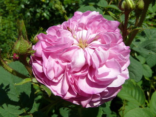 Rich pink rose flower