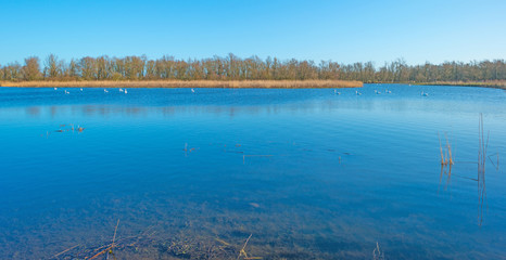 The shore of a lake in sunlight in winter