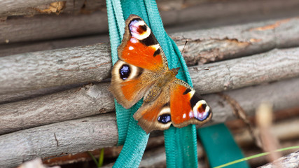 Бабочка на вязанке хвороста