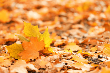 Colourful autumn leaves on the ground in the park, close up