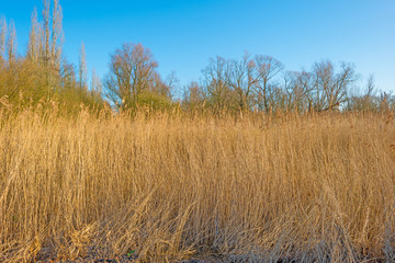 Reed in nature in winter