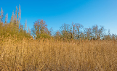 Reed in nature in winter