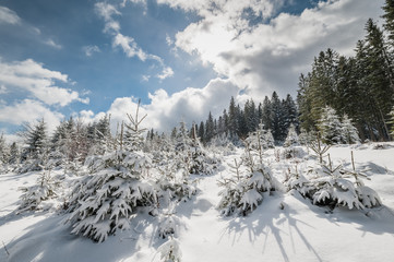 Landscape with Winter Fairy Tail Forest