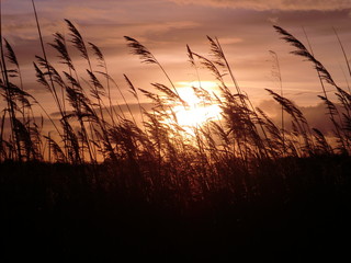Obraz premium Sunset in the reeds