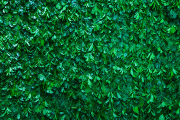 Green leaves wall background