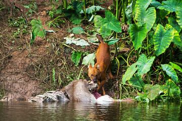 Asian wild dogs eating a deer carcass