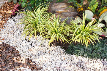 Landscaping combinations of plant and grass