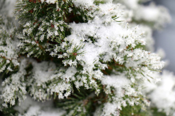 Snow covered branches