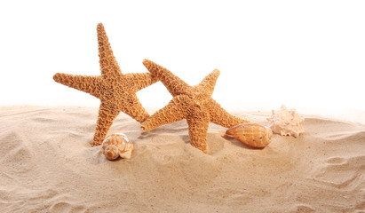 Fototapeta na wymiar Sea stars and sea shells on sand isolated on white background