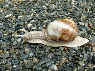 Snail slithering along wet stones