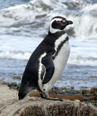 Magellanic penguin on the Chilean coast