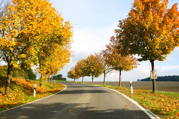 Fototapeta premium Strassenkurve mit gelb gefärbten Bäumen bei Wahlenau im Hunsrück 