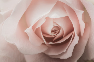 Closeup of a pink rose - 101319739