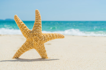 Fototapeta na wymiar Starfish on the tropical beach