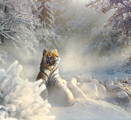 Tigre de Sibérie relaxant dans la neige