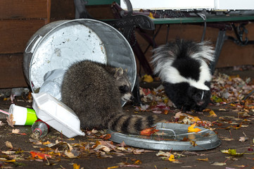 Raccoon (Procyon lotor) and Skunk (Mephitis mphitis) Raid Trash © geoffkuchera