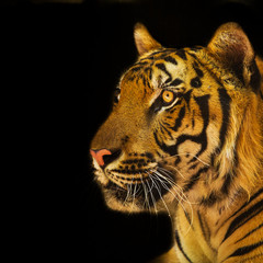 Portrait of Amur Tigers