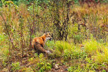 Red Fox (Vulpes vulpes) Turned Right
