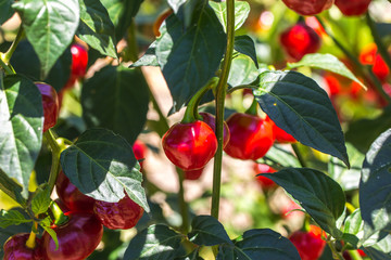 Plantação de pimenta.