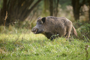 Wild boar in summer meadow