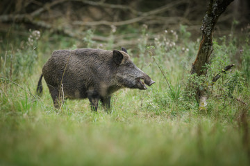 Wild boar raiding German orchard