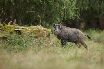 Male boar in ancient forest