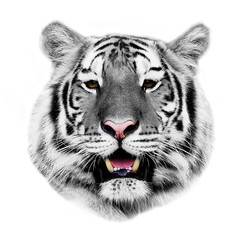 white tiger isolated on white background.