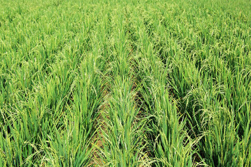 Ripening hybrid rice paddy plants, which do not require irrigation by flooding.