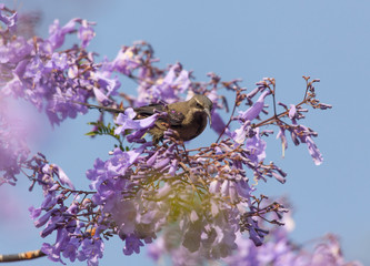 A bird in the branches of Jacaranda - 101322921