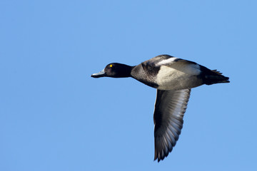 Tufted Duck, Aythya fuligula