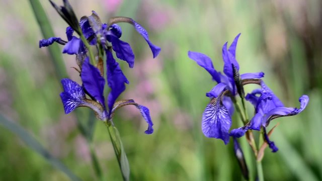 Iris blue flower in garden detail.
