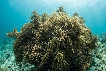 Fototapeta na wymiar Soft Coral Colony With Long Tentacles